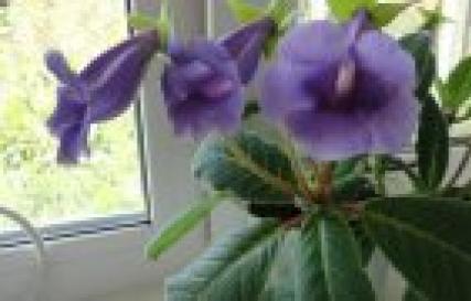 Берёзка комнатное растение — выращивание и уход Вьюн березка комнатное растение