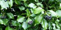 Многолетние лианы для сада: фото и названия Однолетние вьющиеся растения