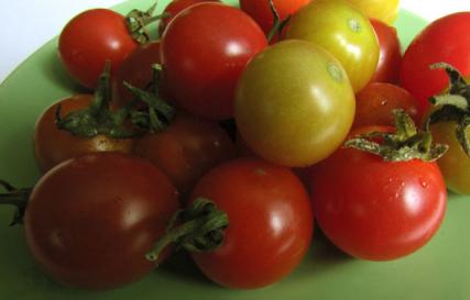 Как ускорить созревание сорванных зеленых помидоров?